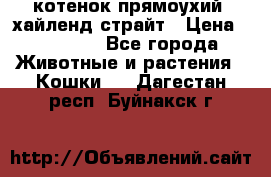 котенок прямоухий  хайленд страйт › Цена ­ 10 000 - Все города Животные и растения » Кошки   . Дагестан респ.,Буйнакск г.